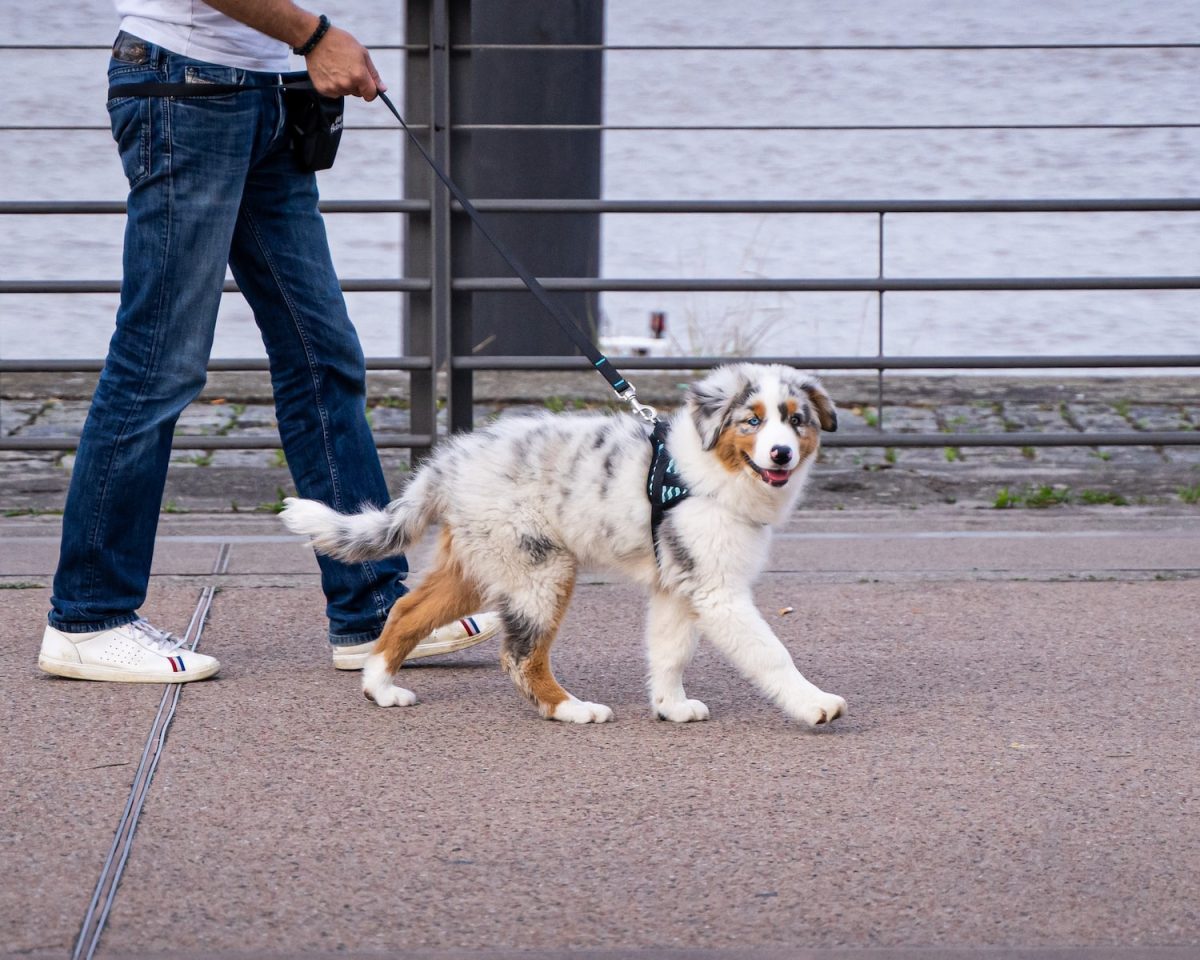 Apprendre la marche au pied à son chien